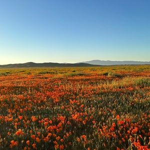 Meet your Posher, Diana